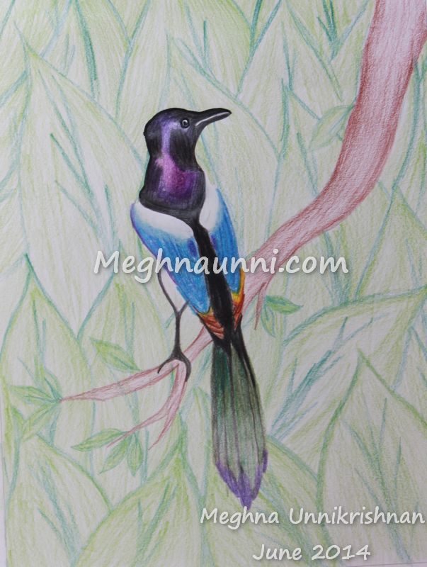 bird-pencil-colour-by-meghna-unnikrishnan
