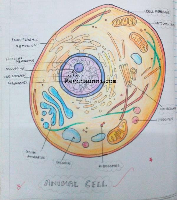 Std 8 Biology Diagrams | Plant & Animal Cell, Nerve Cell – 