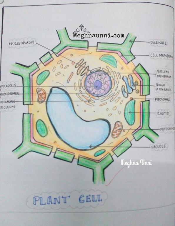 Std 8 Biology Diagrams | Plant & Animal Cell, Nerve Cell – 
