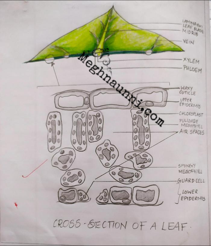 cross section of leaf biology diagram class 10