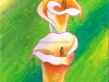 anthurium-by-meghna