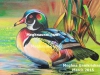 mandarin-duck-oil-pastel-painting-by-meghna-unni