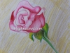 Rose-pencil-colour-by-meghna