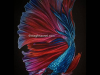Siamese-Fighting-fish-pencil-color-painting-meghna-unni