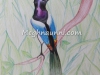 bird-pencil-colour-by-meghna-unnikrishnan