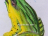 frog-pencil-colours