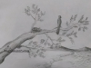 simple-nature-sketch-10th-std-art-book-meghna-unni