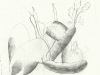 vegetables1