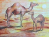 camels-in-desert