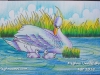 swan-painting-by-meghna-unni