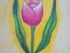 tulip-flower-by-meghna