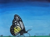 butterfly-poster-colour-meghna-unni