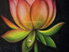 Lotus-Softpastel-painting-meghna-unni