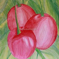 Cherries – Colour Pencil Drawing by Meghna