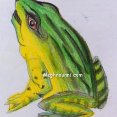 Green Frog Drawing using Pencil Colours