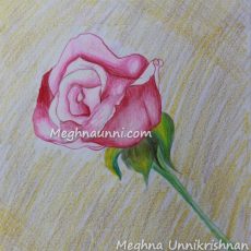 Single Rose – Pencil Colour Drawing