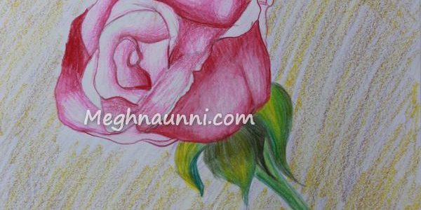 Single Rose – Pencil Colour Drawing