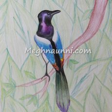 Bird – Pencil Colour Drawing