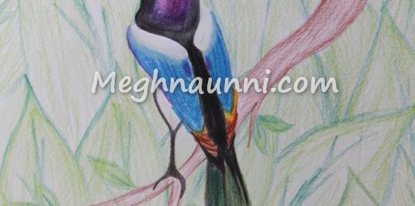 Bird – Pencil Colour Drawing