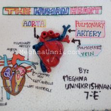 Human Heart  Model: School Biology Project