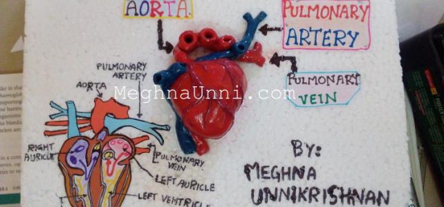 Human Heart Model: School Biology Project Human Heart Model: School Biology Project