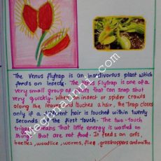 School Project : Biology | Insectivores Plants