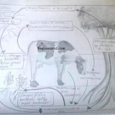 Biology : Nitrogen Fixation Diagram for Std 8