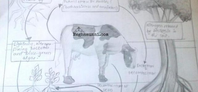 Biology : Nitrogen Fixation Diagram for Std 8