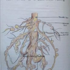 Some Diagrams for Biology CBSE Class 8