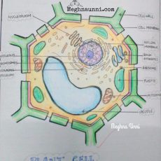 Std 8 Biology Diagrams | Plant & Animal Cell, Nerve Cell