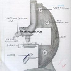 Biology : Compound Microscope Diagram for Class 8