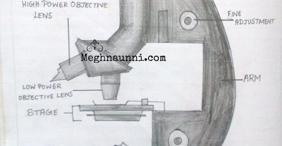 Biology : Compound Microscope Diagram for Class 8