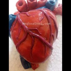Human Heart 3D Model Making Using Clay Video
