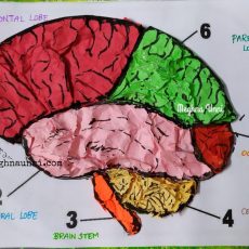 Human Brain Model Using Colour Papers