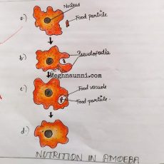 Nutrition in Amoeba | Class 10 Biology Diagram