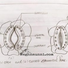 Open & Closed Stomatal Pore Diagram| Biology Class-10 CBSE