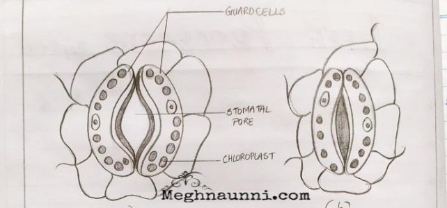 Open & Closed Stomatal Pore Diagram| Biology Class-10 CBSE