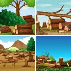Effects of Deforestation | Article for School Magazine