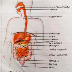 Human Alimentary Canal Biology Diagram for Class 10