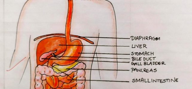 Human Alimentary Canal Biology Diagram for Class 10