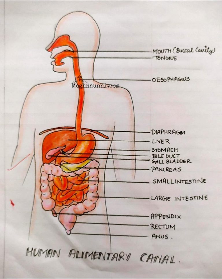 Human Alimentary Canal Biology Diagram for Class 10 – Meghnaunni.com