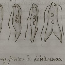 Class 10 Biology Diagram | Binary Fission in Amoeba & Leishmania