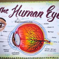 Human Eye Diagram for CBSE Class 10 Portfolio