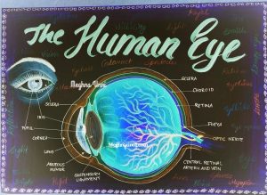 Human Eye Diagram for CBSE Class 10 Portfolio – Meghnaunni.com