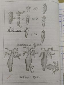 Class 10 Biology Diagrams | Regeneration in Planaria, Budding in Hydra ...