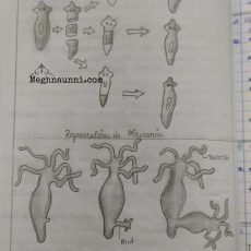 Class 10 Biology Diagrams | Regeneration in Planaria, Budding in Hydra