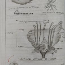 Biology Drawings : Longitudinal Section of a Flower