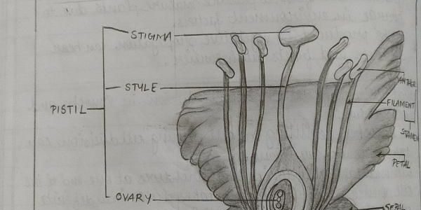 Biology Drawings : Longitudinal Section of a Flower