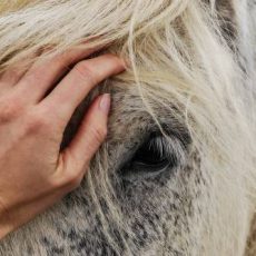 Caring for our fellow creatures is part of Indian Tradition Essay for Std 11