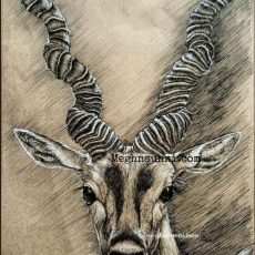 Blackbuck Pen Drawing Work on toned sheet